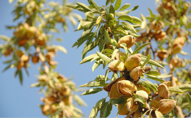 Almond Board of California Object Measurement report