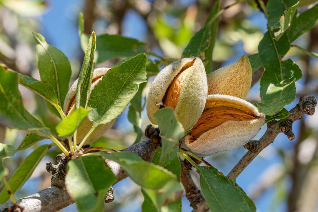 Rabobank 5-year outlook report: California almonds poised for strong rebound, with high prices and record exports on the horizon