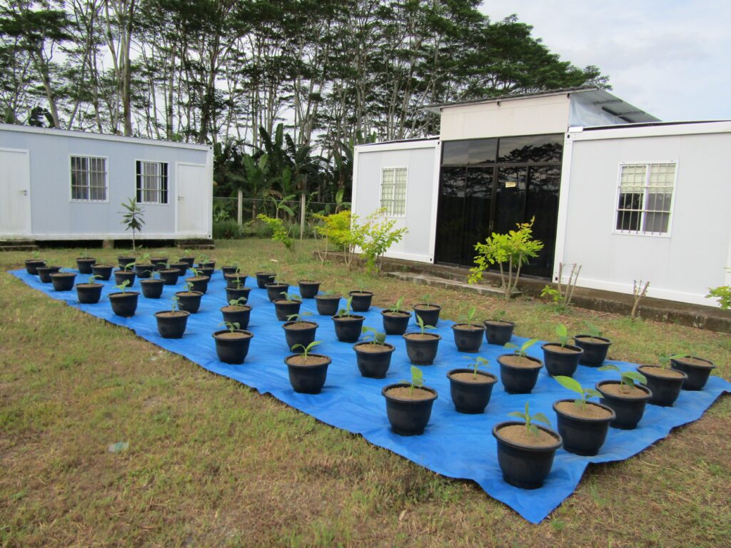 Bananas on the brink: Weather, disease test US supply