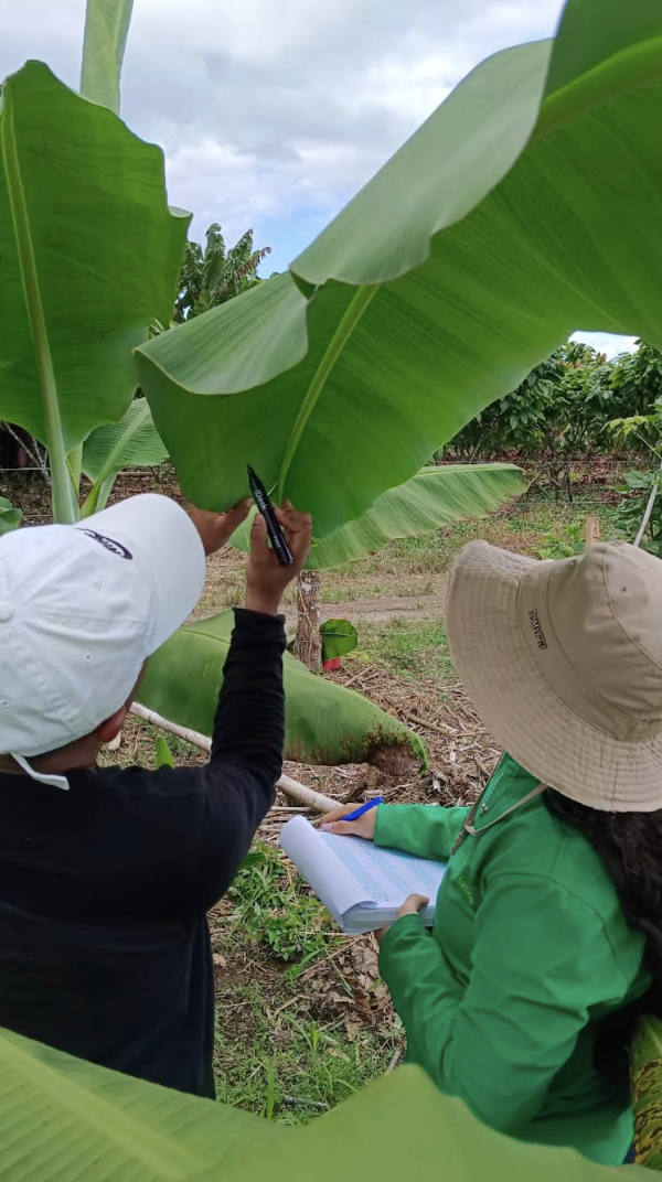  Banana-supply-test-Colombia