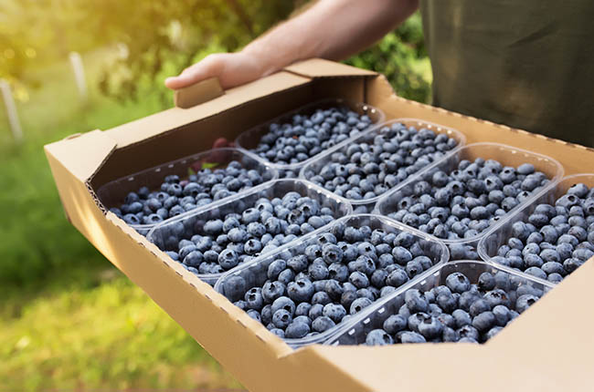 Blueberry industry