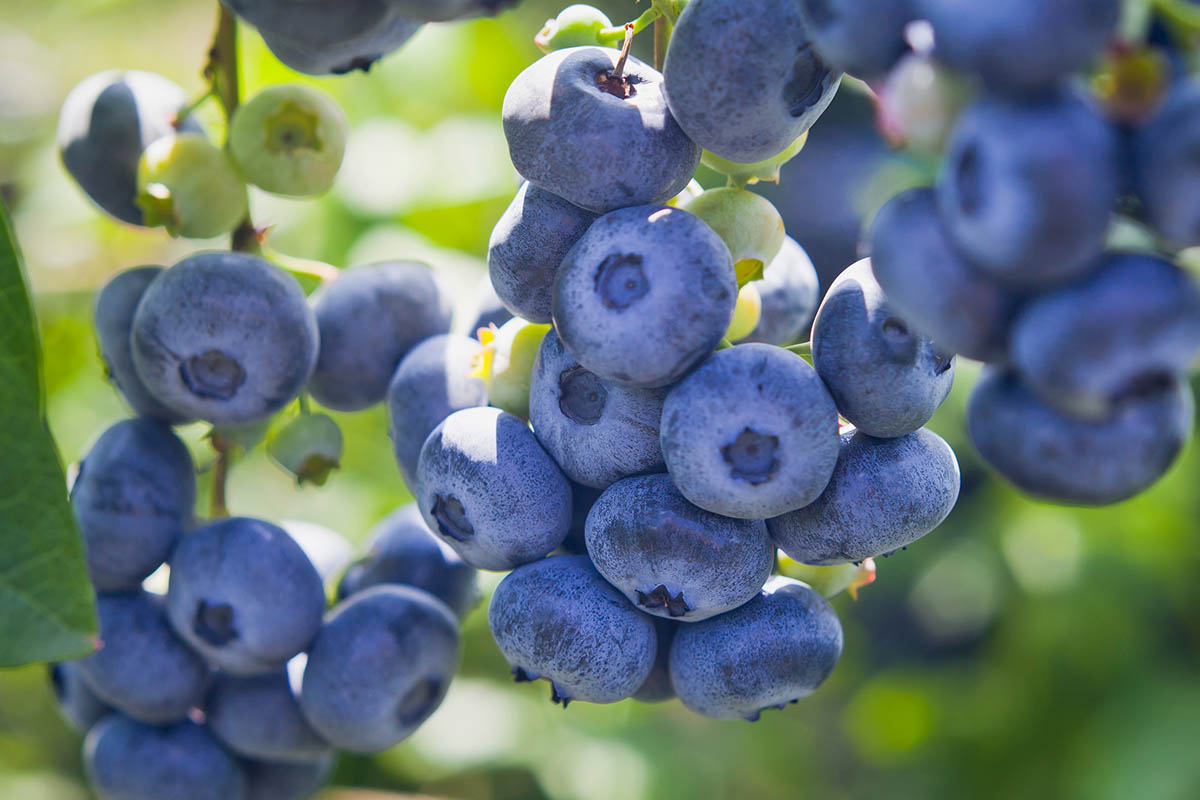 Global blueberry industry 2025 recap: The year of the "Blue Renaissance"