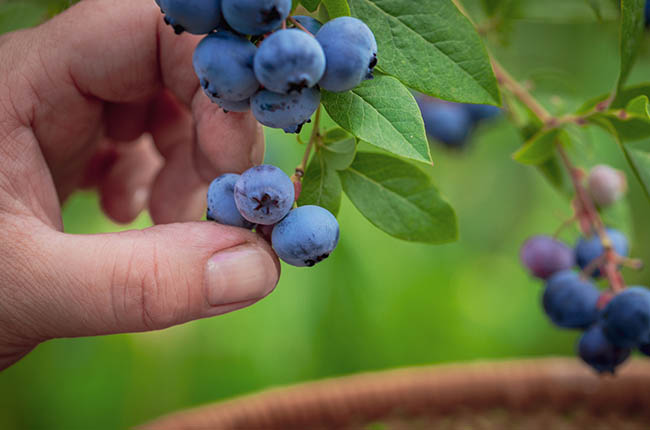 Blueberry industry