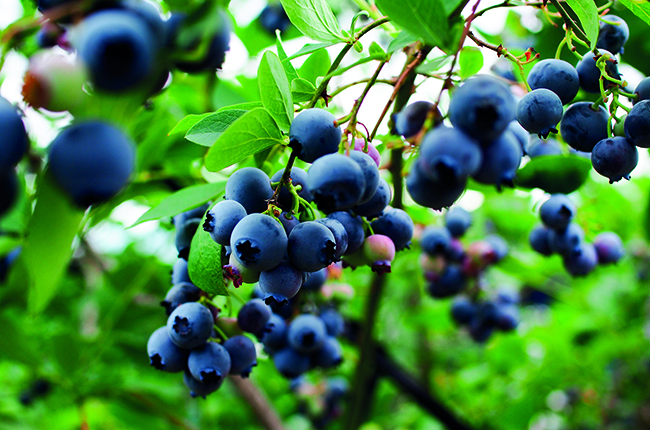 Blueberry industry