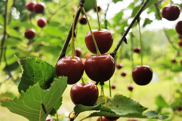 Climate change can affect cherry growing