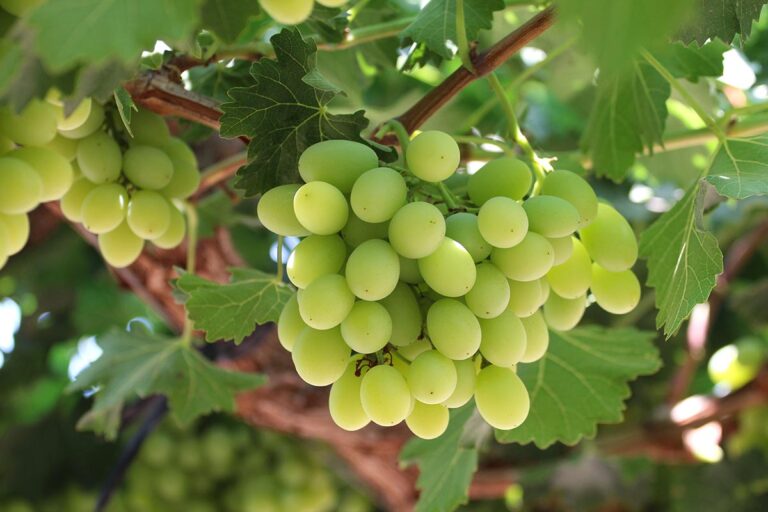 Chilean table grape