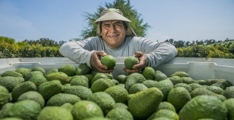 Camposol avocado packer