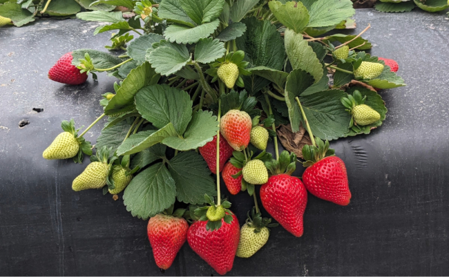 University of Florida Ember Florida Strawberries