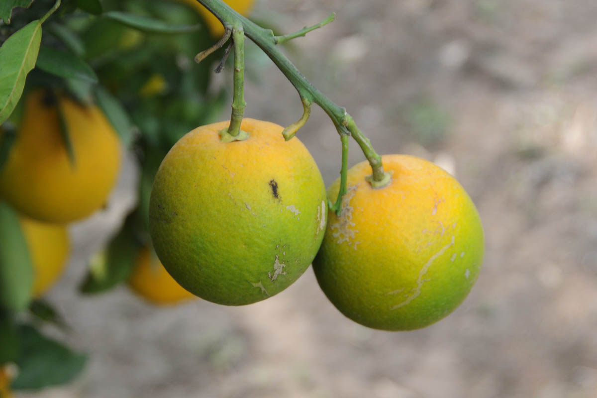 Opinion | When denial costs millions: The true HLB risk to Latin American citrus
