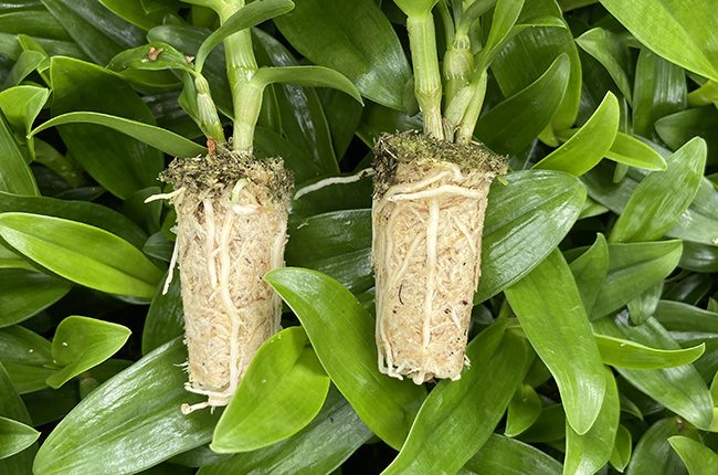 Klasmann-Deilmann's Sphanxx