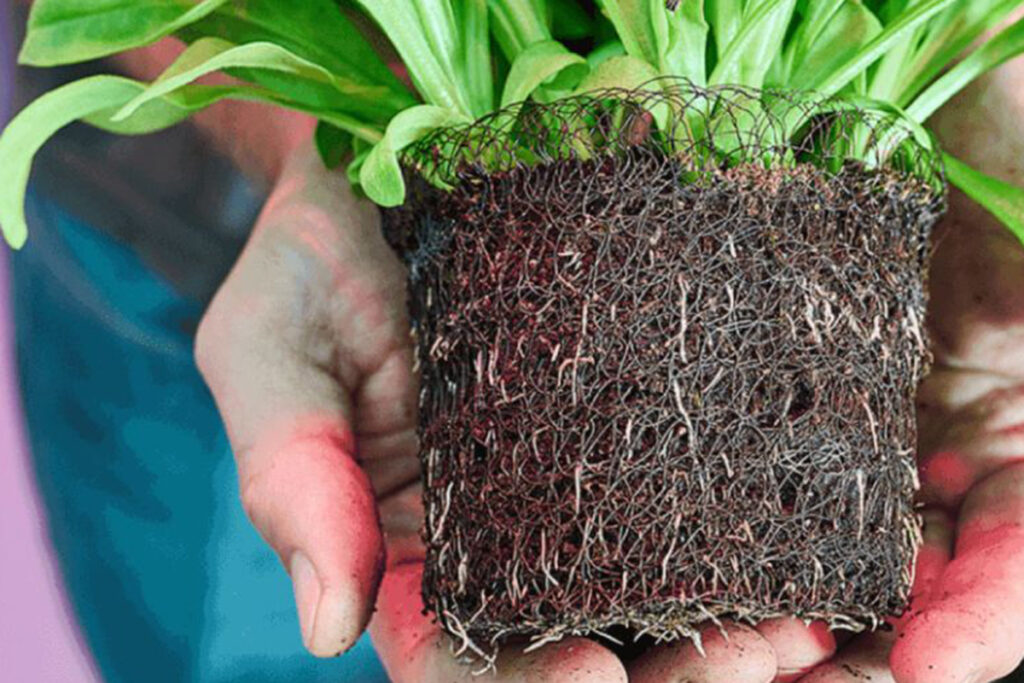 Klasmann-Deilmann presents proven solutions for climate-smart horticulture 