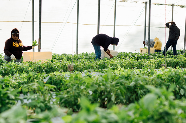 Jacobs Farm del Cabo orchards
