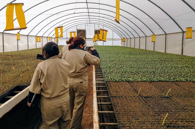 Del cabo growers at a greenhouse