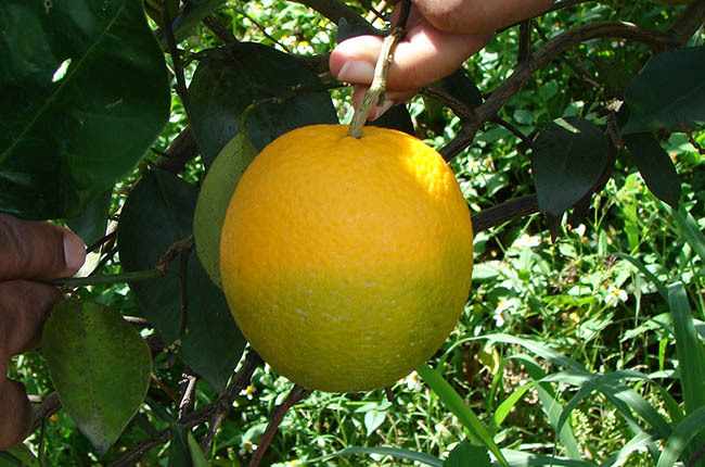  Mean-Sixteen-pests-HLB-lemon