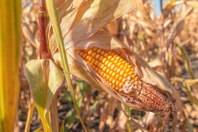  Mean-sixteen-corn-rust-field.