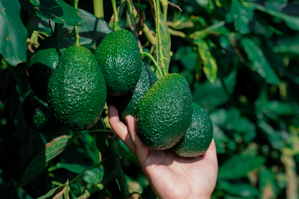 Agronometrics in Charts: Record Mexican shipments drop US avocado prices to $1 per pound
