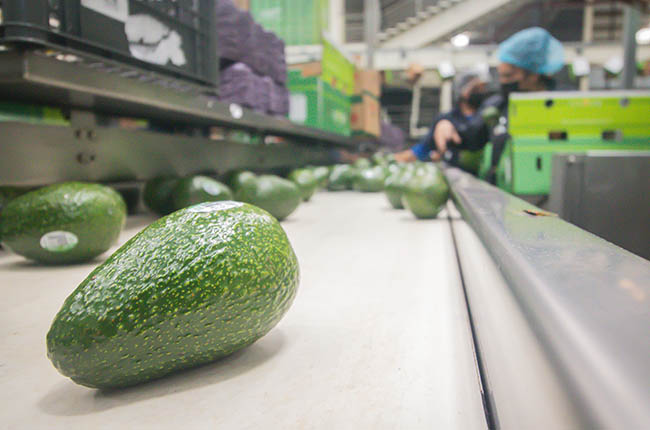 Mexican deforestation-free avocados