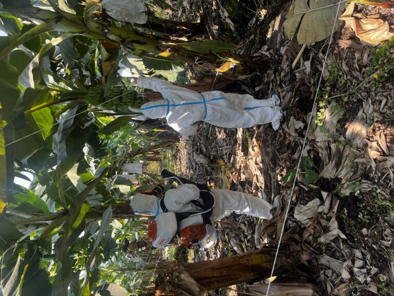 Two workers spraying banana trees for supply trials