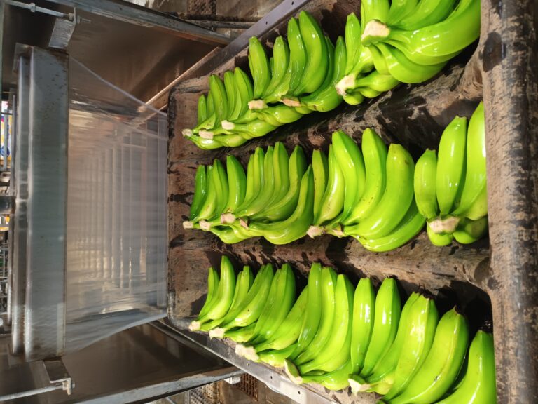 banana supply on trays for processing