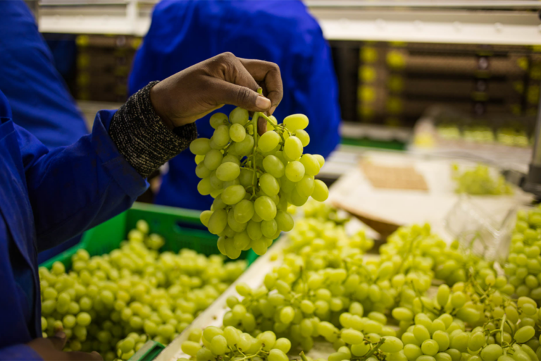 South African table grapes