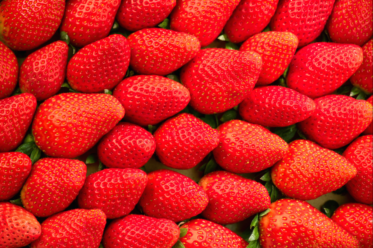 Tailor-made for Florida: Higher quality and disease resistance drive growth for Encore and Ember strawberries