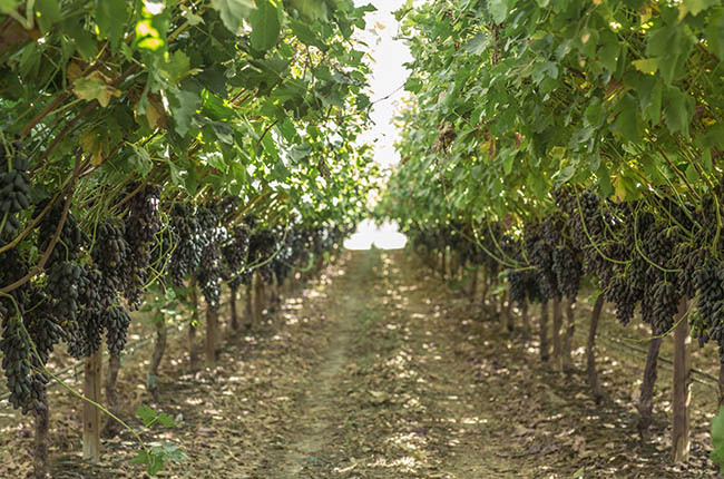 Sweet Sapphire vineyard