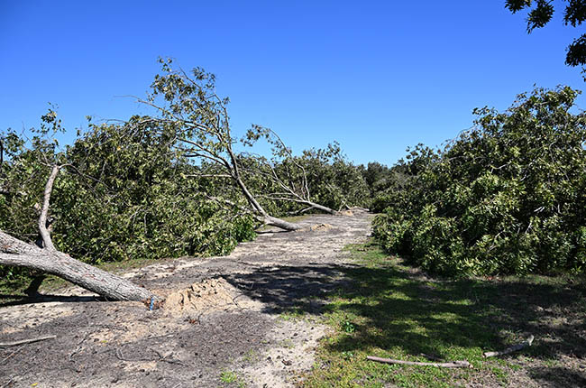 USDA image of a pecan farm damaged by Hurricane Helene