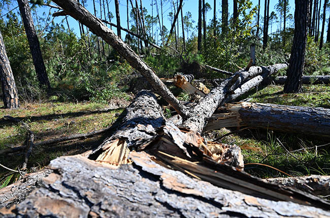 USDA image of a pecan farm damaged by Hurricane Helene