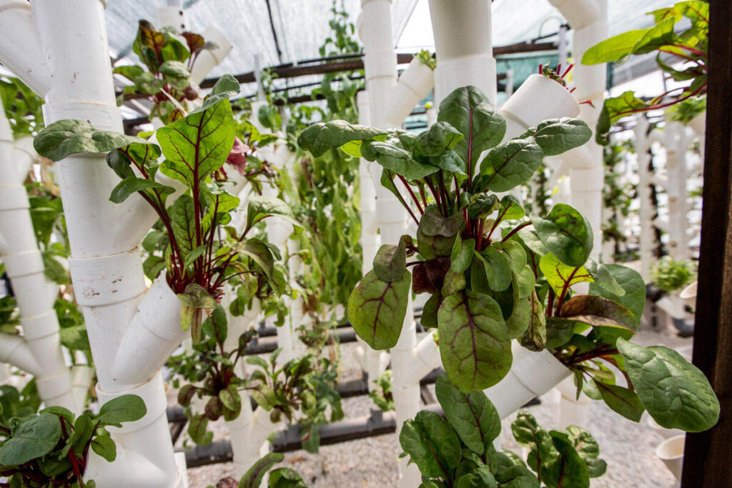 4 ways healthy soils build better cities: From food to climate resilience