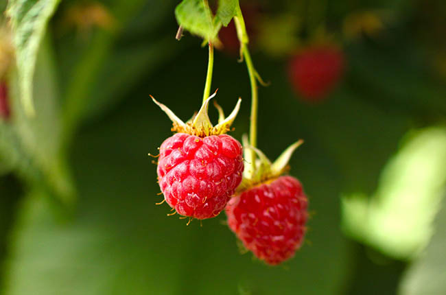 Washington raspberries