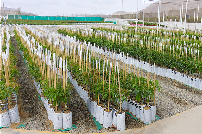 Westfalia avocado nurseries