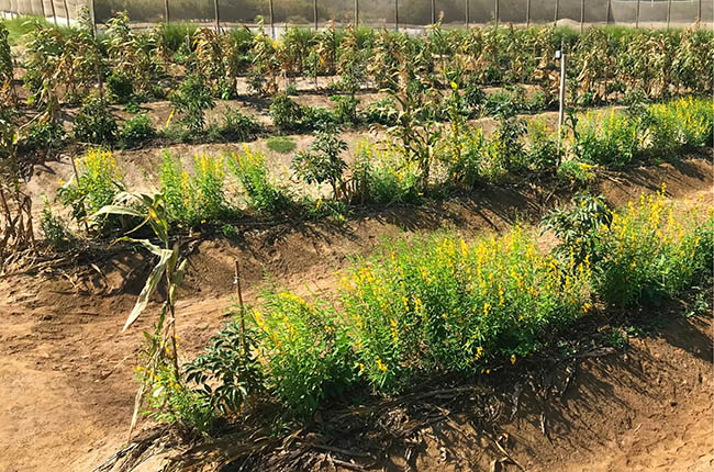 Westfalia avocado orchard