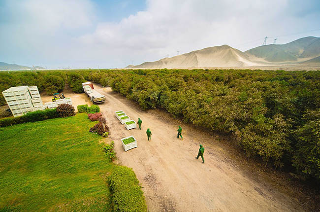 Westfalia fruit peru orchard