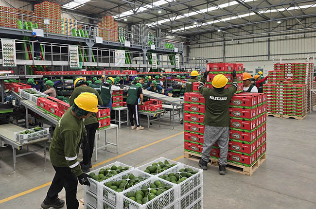 Westfalia fruit peru processing plant