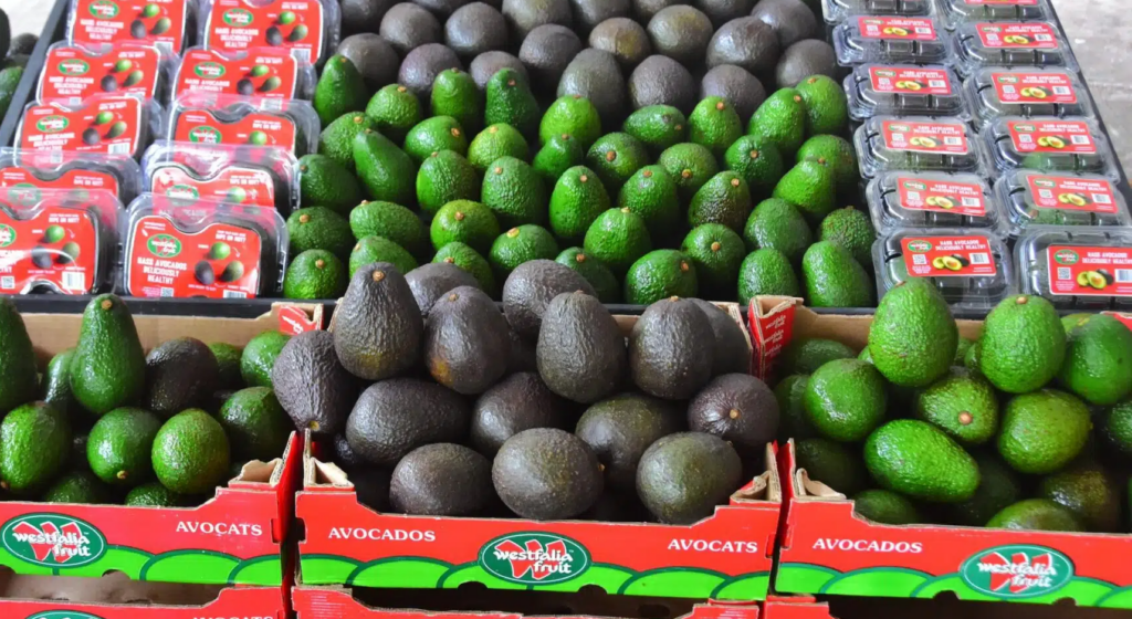 From nursery to post-harvest: Westfalia's strategy to make Colombia an avocado powerhouse