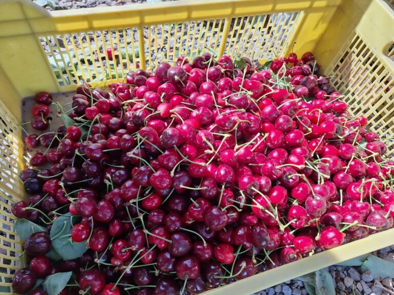 Chilean cherries