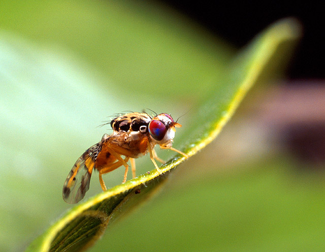 Adult fruit fly