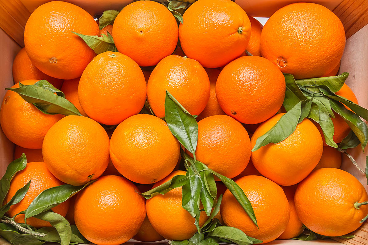 Brazilian orange harvest forecast drops nearly 4% amid severe greening and drought