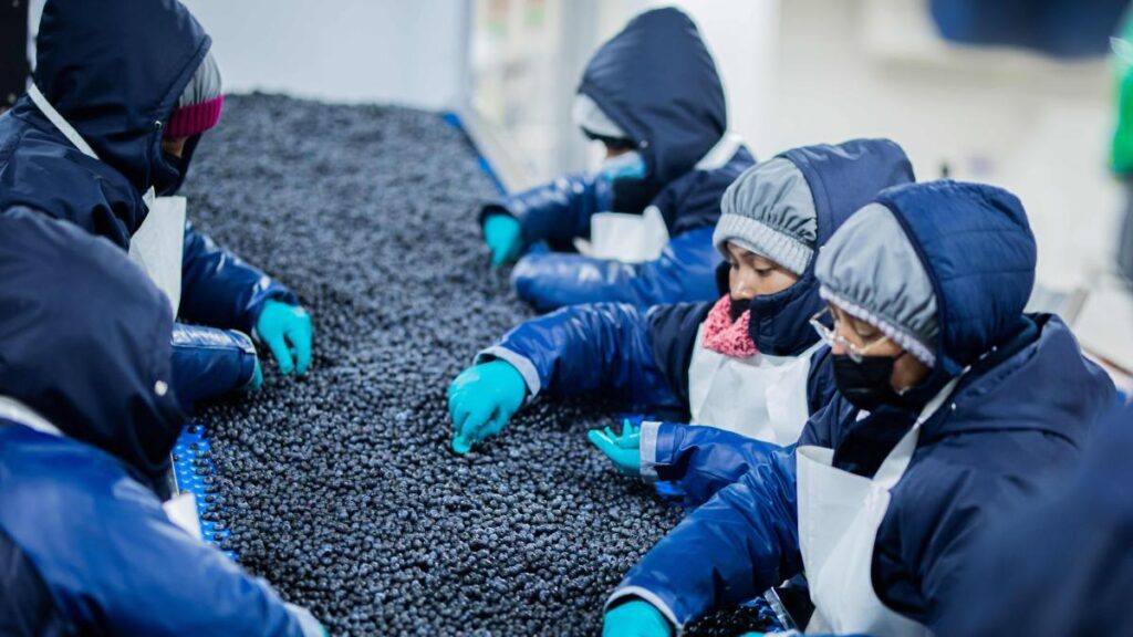 Camposol welcomes cross-sector veteran Julio Alcalde as new Chief Financial Officer