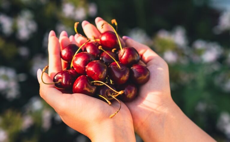 global cherry market