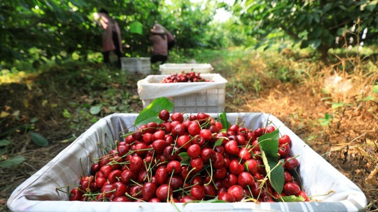 cherry industry harvest
