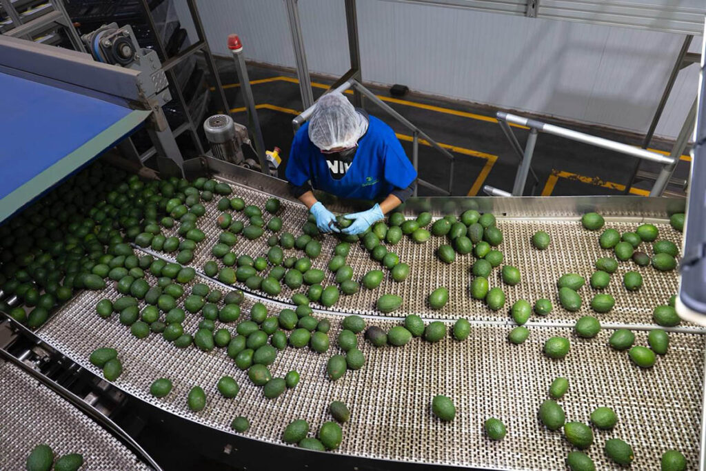 ProForest Certification confirms 90% of Mexican avocados for US market are deforestation-free