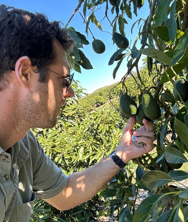 Biopollen liquid pollination avocado tree