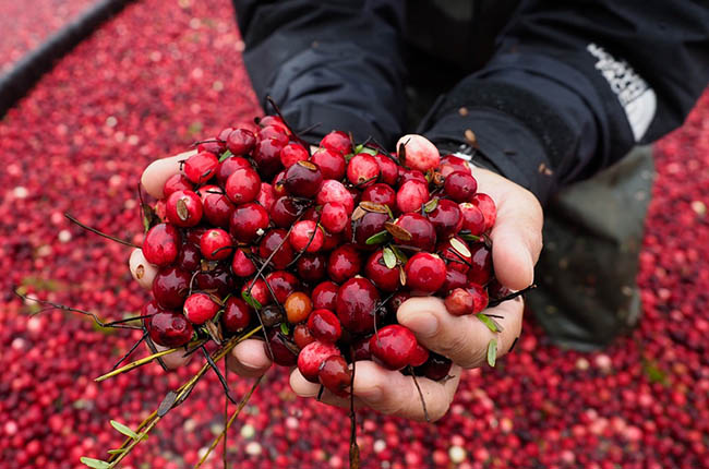 Harvesting Japanese berries
