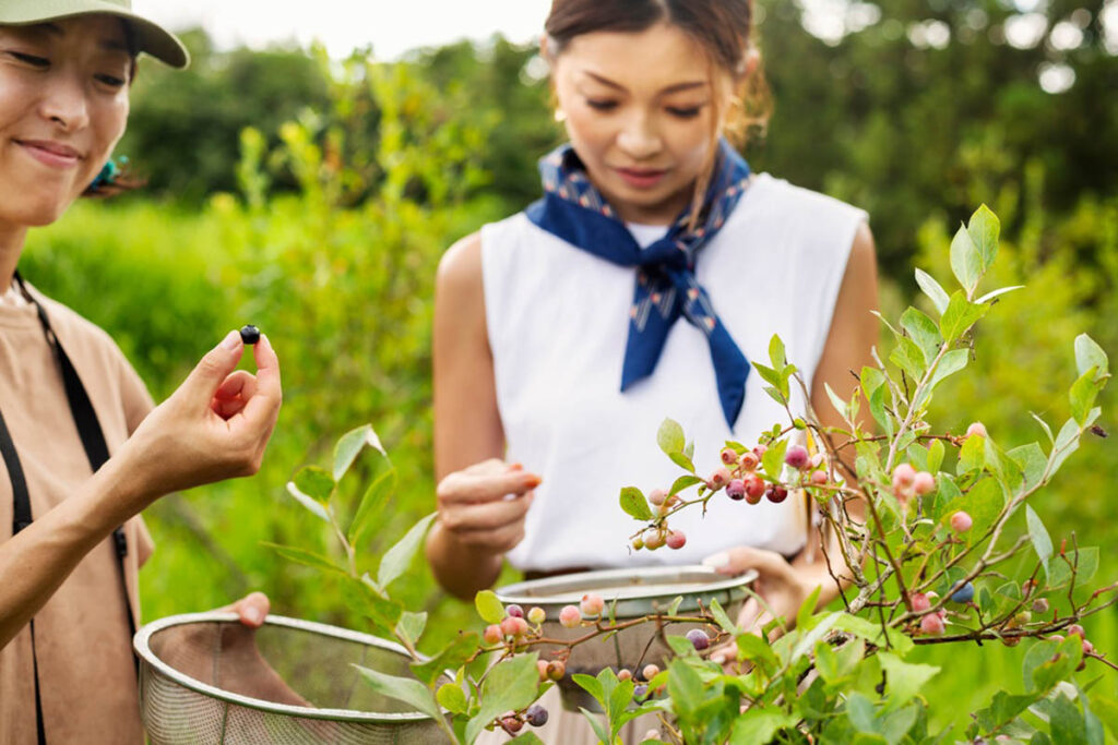 Inside the rapidly growing Japanese berry market: Top suppliers and future consumption trends