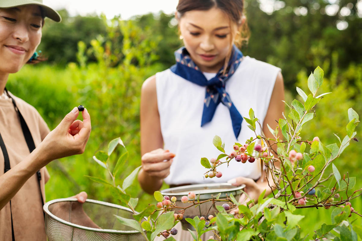 Inside the rapidly growing Japanese berry market: Top suppliers and future consumption trends