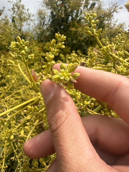 biopollen liquid pollination plant close up