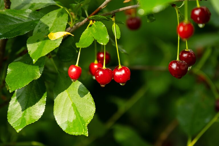 chile's cherry season