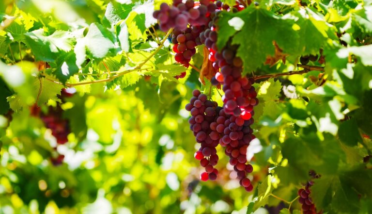 red table grape nunch on tree