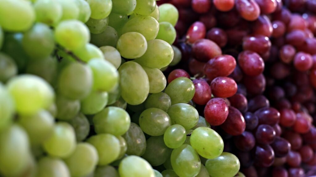 Grape expectations: Global table grape trade reshapes supply and demand